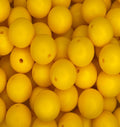 #200 DAFFODIL 15MM SOLID (10ct)