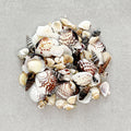 Seashells Inclusions